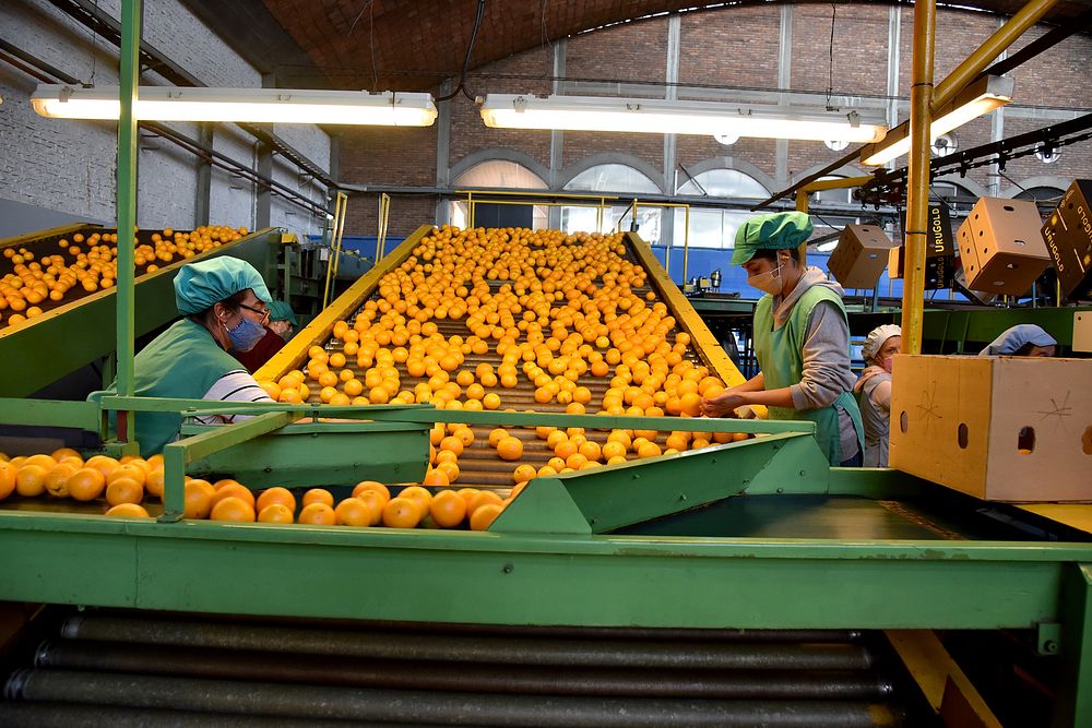 Workers sorting citrus beside packing cartons; illustrative industry photograph from Uruguay